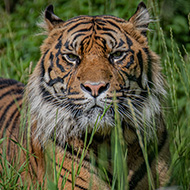 Rare tiger arrives at Chester Zoo