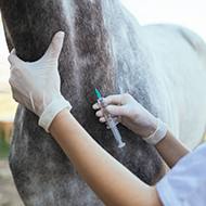 BEVA monitoring shortage of equine influenza vaccinations