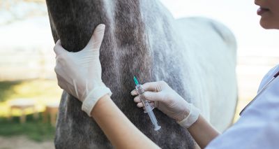 BEVA monitoring shortage of equine influenza vaccinations