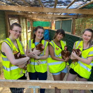 Nottingham vet students help with hen rehoming