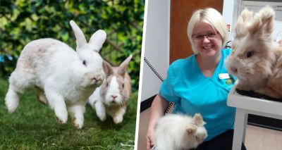 Rabbit-friendly vet awards return for 2022
