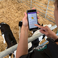MSD launches calf health checklist app