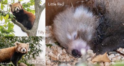 Red panda cub birth a 'symbol of hope'
