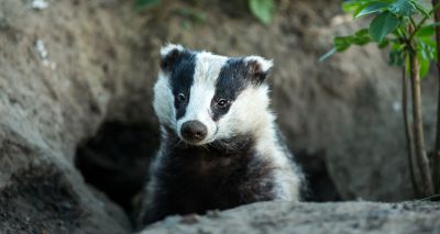 Calls to stop badger cull amid extreme weather conditions