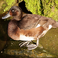 Wildlife centre welcomes arrival of rare ducklings