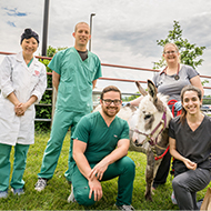 Miniature donkey receives pacemaker