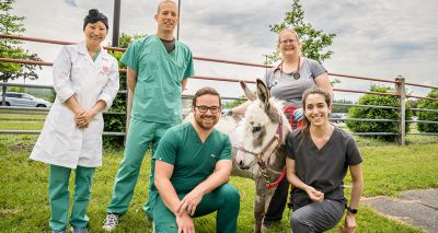 Miniature donkey receives pacemaker