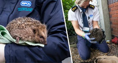 RSPCA offers advice on helping hedgehogs