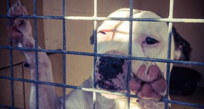 Disappointment over government inaction on breed specific legislation