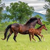 Funding boost for thoroughbred breeding research