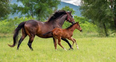 Funding boost for thoroughbred breeding research