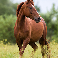 Equine News