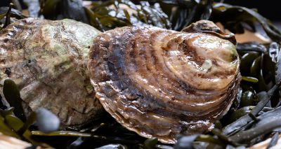 New insights into oyster DNA revealed