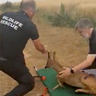 RNLI rescues deer out at sea