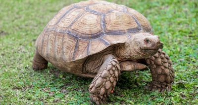 Passengers surprised after giant tortoise delays trains