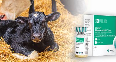 First bovine respiratory disease vaccine for newborn calves