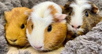 RSPCA sees 90 per cent rise in guinea pig cases