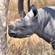 Study adds to evidence for dehorning black rhinos