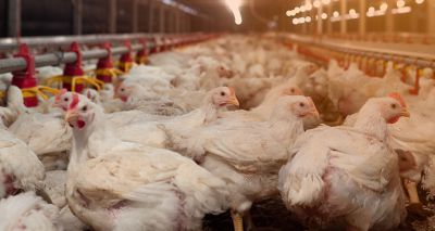 Welsh government confirms sixth avian flu case