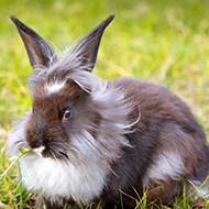 Study reveals rabbit breeds most at risk of tear duct inflammation