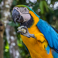 Professionals invited to parrot nutrition symposium