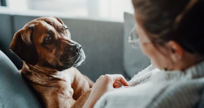 Dogs can smell stress, study finds