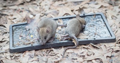 Vets welcome Welsh ban on glue traps and snares