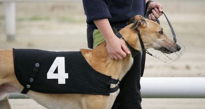 Key animal welfare charities call for end to greyhound racing