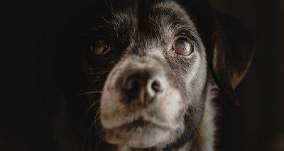Study analyses increased risk factors for canine dementia