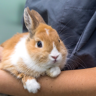 New rapid test for difficult-to-diagnose rabbit parasite