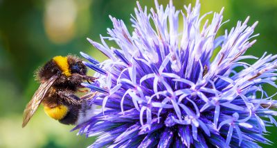 Bees rely on flower patterns, study finds