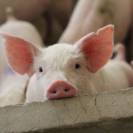 Pig producers welcome pork import controls