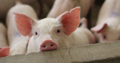 Pig producers welcome pork import controls