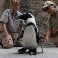 Penguin thrives with custom orthopaedic shoes