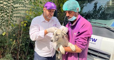 Charity hails success of Kabul rabies programme