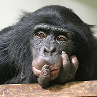 Study explores captive primate behaviour over lockdown