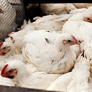 Defra confirms further avian flu cases