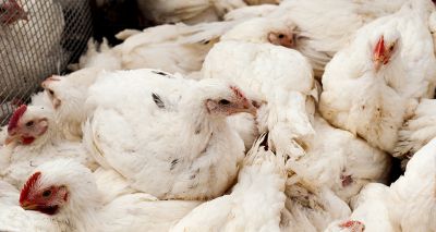 Defra confirms further avian flu cases