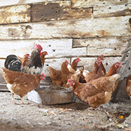 Poultry housing order declared in East Anglia