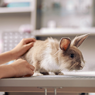 Experts raise awareness of rabbit GDV