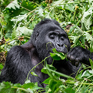 Chewed plants rule out disease in endangered gorillas