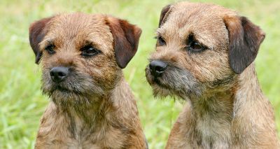 Border terrier research receives funding boost