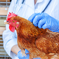 New X-ray technique could transform poultry breeding