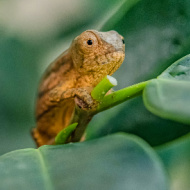 Chester Zoo hatches rare chameleons