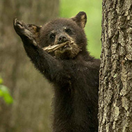 Comedy wildlife photography shortlist