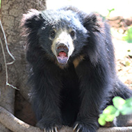 First annual World Sloth Bear Day