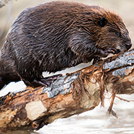 Government recognises beaver as native species