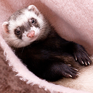 Study reveals insights into ferret boredom