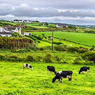 Animal health 'to suffer' without NI protocol changes