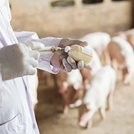 Veterinary antibiotic sales fall to lowest recorded level